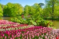 Colorful tulips in the Keukenhof garden, Holland Royalty Free Stock Photo