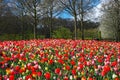 Colorful tulips in Keukenhof garden, Netherlands Royalty Free Stock Photo