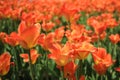 Colorful Tulips in a Large Flower Garden Royalty Free Stock Photo