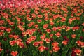 Colorful Tulips in a Large Flower Garden Royalty Free Stock Photo