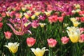 Colorful Tulips in a Large Flower Garden Royalty Free Stock Photo