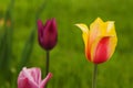 Colorful Tulips