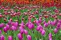 Colorful tulips in the park