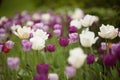 Colorful tulips in park