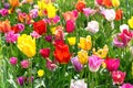 Colorful Tulips in the Park - Spring Landscape Royalty Free Stock Photo