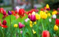 Colorful tulips in the park