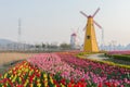 Colorful tulips in the park and wooden windmills on background