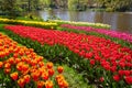 Colorful tulips by the pond in Keukenhof garden, Lisse, the Netherlands nature background, gardening Royalty Free Stock Photo