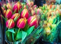 Colorful Tulips Red Yellow for sale in a Market, Easter and Summer Flowers Royalty Free Stock Photo