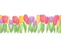 Colorful tulips, repeat pattern horizontal border, watercolor spring illustration of the first flowers, floral composition on the