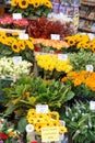 Colorful tulips on sale in Amsterdam flower market. flowers at the market in Amsterdam, Netherlands Royalty Free Stock Photo