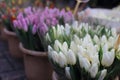 Colorful tulips on sale in Amsterdam flower market, Netherlands. Royalty Free Stock Photo