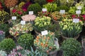 Colorful tulips on sale in Amsterdam flower market