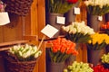 Colorful tulips on sale in Amsterdam flower market. Tulip flowers from Holland for sale , Amsterdam floral market. Royalty Free Stock Photo