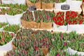 Colorful tulips on sale Royalty Free Stock Photo