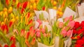 Colorful tulips for sale in the market. Flower market or store. Woman`s day. Mother day Royalty Free Stock Photo