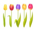 Colorful Tulips Set Isolated on White Background Royalty Free Stock Photo