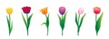 Colorful tulips set isolated on white background. Vector illustration Royalty Free Stock Photo