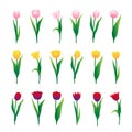 Colorful tulips set isolated on white background. Vector illustration Royalty Free Stock Photo