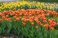Colorful Tulips in Sprin