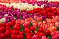 Colorful tulips in spring background