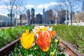 Colorful Tulips during Spring at Gantry Plaza State Park in Long Island City Queens Royalty Free Stock Photo