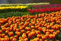 Colorful tulips in spring garden, Keukenhof, Lisse, Netherlands Holland nature, gardening, cultivation Royalty Free Stock Photo