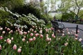 Colorful Tulips during Spring next to Benches at Central Park in New York City Royalty Free Stock Photo
