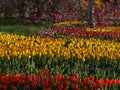 Colorful tulips, spring season Royalty Free Stock Photo