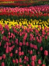 Colorful tulips, spring season Royalty Free Stock Photo