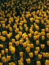 Colorful tulips, spring season Royalty Free Stock Photo