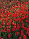 Colorful tulips, spring season Royalty Free Stock Photo