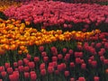 Colorful tulips, spring season Royalty Free Stock Photo