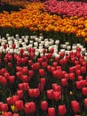 Colorful tulips, spring season Royalty Free Stock Photo