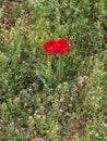 Colorful tulips, spring season Royalty Free Stock Photo