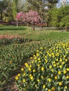 Colorful tulips, spring season Royalty Free Stock Photo