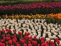 Colorful tulips, spring season Royalty Free Stock Photo