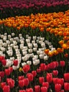 Colorful tulips, spring season Royalty Free Stock Photo