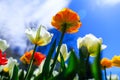 Colorful tulips on a spring sunny day. Beautiful orange tulip growing in the summer garden. Spring background with bouquet of Royalty Free Stock Photo