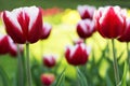 Colorful tulips in spring time Royalty Free Stock Photo