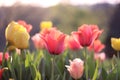 Colorful tulips at sunset Royalty Free Stock Photo