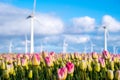 Colorful tulips sway gently in the breeze as traditional windmills stand tall and majestic in the background under a Royalty Free Stock Photo