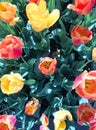 Colorful tulips Top view Wallpaper