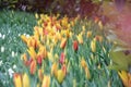 Colorful tulips, tulip time, spring background Royalty Free Stock Photo