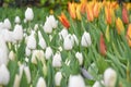 Colorful tulips, tulip time, spring background Royalty Free Stock Photo