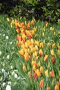 Colorful tulips, tulip time, spring background Royalty Free Stock Photo