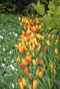 Colorful tulips, tulip time, spring background Royalty Free Stock Photo
