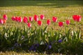 Colorful tulips. tulips in spring, colourful tulip Royalty Free Stock Photo