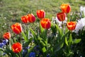 Colorful tulips. tulips in spring, colourful tulip Royalty Free Stock Photo