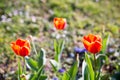 Colorful tulips. tulips in spring, colourful tulip Royalty Free Stock Photo